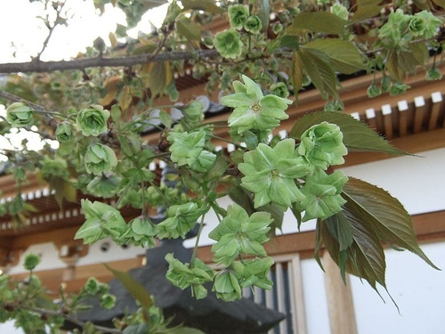 Semillas De Cerezo Japones Prunus Lannesiana Gioiko Verde