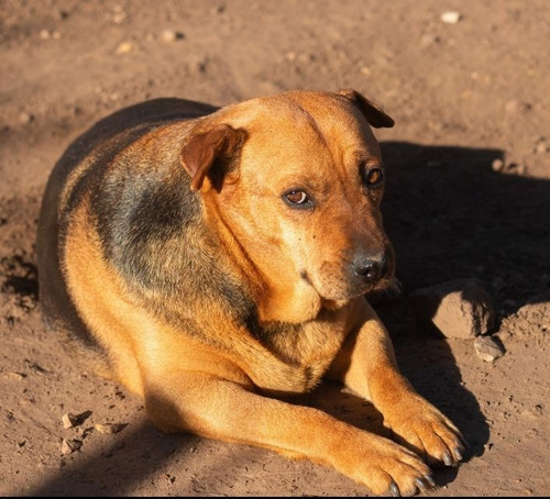 Y Si En Vez Del Cachorrito Adoptas Al Que Mas Lo Necesita ??