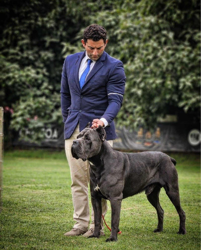 Cachorros Cane Corso