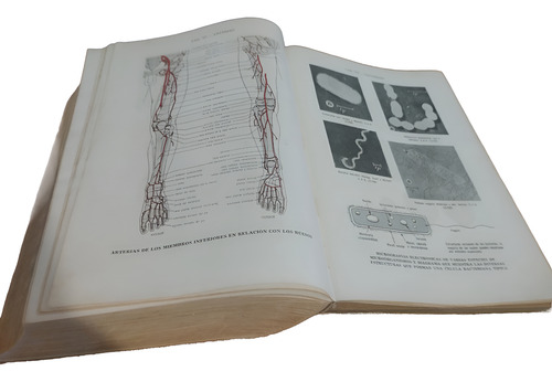 Diccionario De Ciencias Médicas - Dorland (Usado)