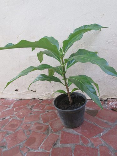 Mudas Da Fruta Noni Morinda Citrifolia Com 25cm 2 Unidades