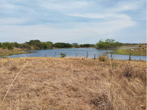 En Venta Finca Ubicada En El Edo. Cojedes. Tinaco, El Pao G0502 Jm