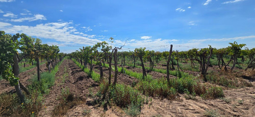 Venta Finca El Carrizal