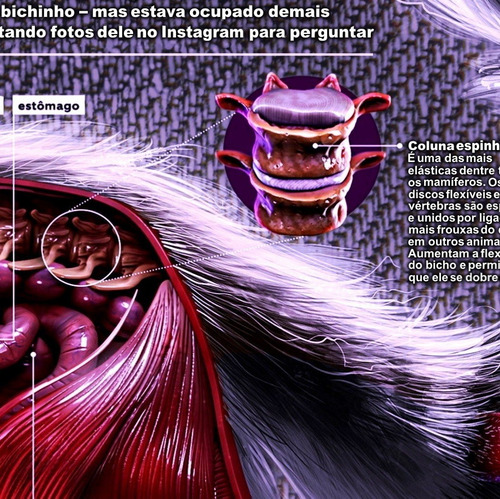 2 Poster 60x90cm Anatomia Animal Cães Gatos Veterinária