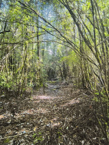 1 Hectárea En Chiloé - Bosque Renoval Cerca De Castro