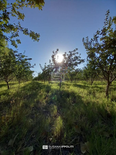 Imagen 15 de 23 de Finca Productiva De 17ha En General Alvear - Mendoza