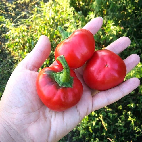 150 Semillas De Pimiento Cherry Bomb