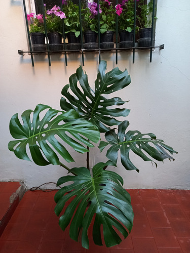 Monstera Deliciosa Grande Altura 1.10mts 4 Hojas