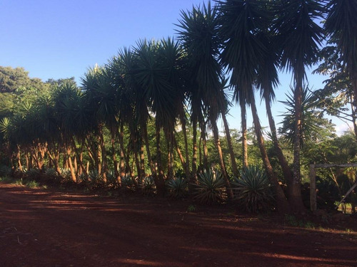 Imagem 12 de 23 de Chácara Com 4 Dormitórios À Venda, 9000 M² Por R$ 750.000,00 - Aparecidinha - Santa Terezinha De Itaipu/pr - Ch0022