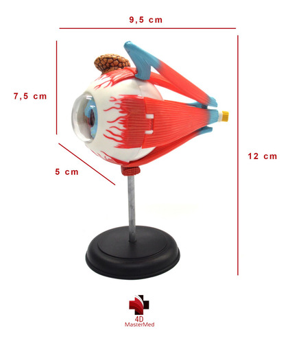 Globo Ocular Modelo Do Corpo Humano Anatomia Do Olho Humano