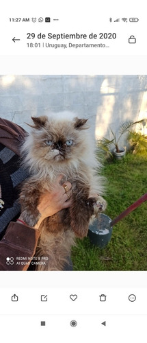 Gato Persa Himalaya Blue Point, Hembra Nacido 29/11
