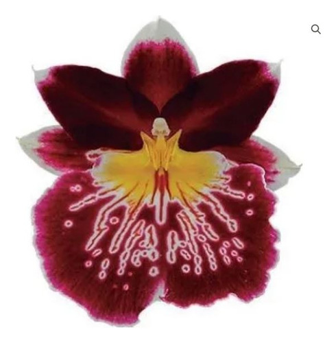 Orquidea Miltoniopsis Josefinas Sin Flor