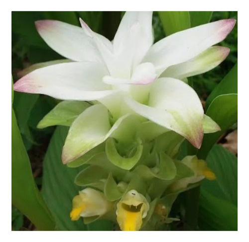 Açafrão/ Curcuma, Raiz Fresca, Para Plantar Ou Fazer Pó 3kg