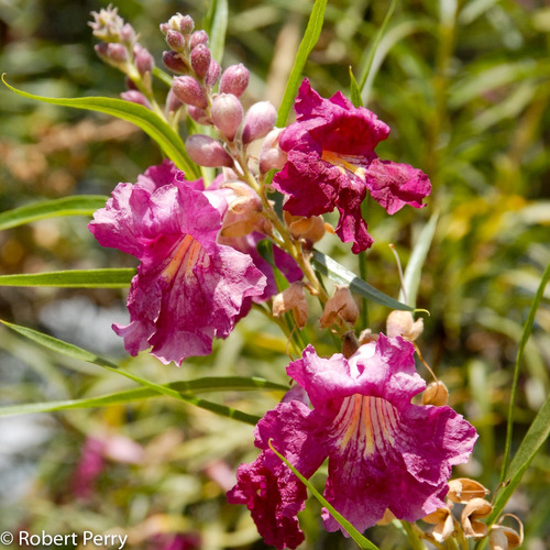 Chilopsis Linearis - Semillas