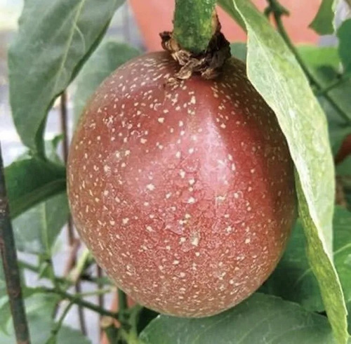 Maracuya Morada