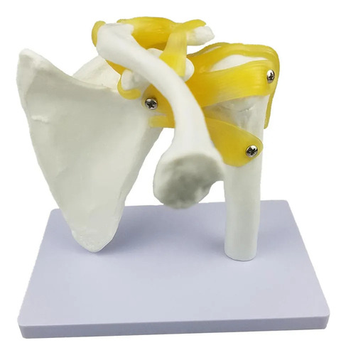 Modelo De Anatomía Humana De La Articulación Del Hombro Con