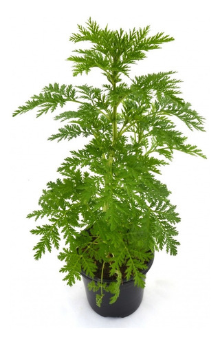 30 Sementes De Artemisia Annua Erva Medicinal Artemisinina