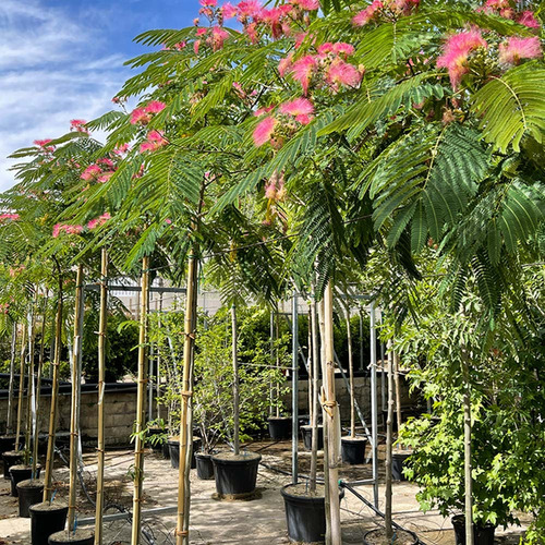 Arbol Albizzia Julibrissin Acacia De Constantinopla 20lts