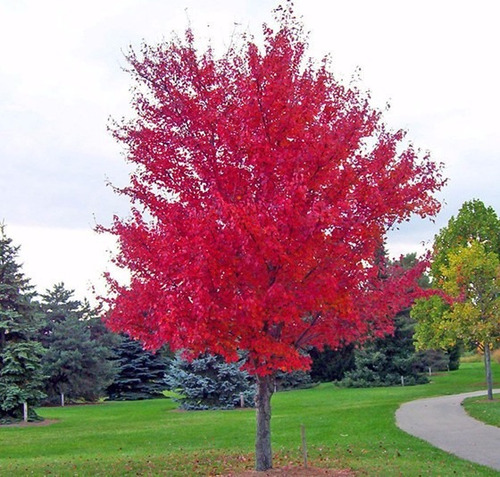 25 Sementes De Bordo Japonês Vermelho Sementes Autênticas