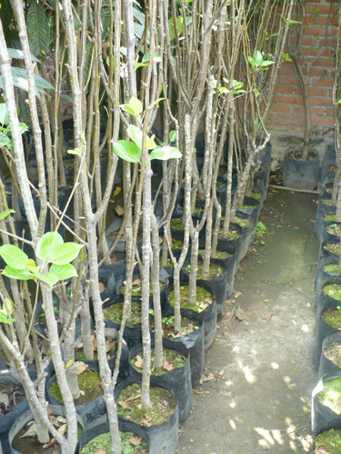 Imagen 3 de 5 de Frutales.peras:variedades Bosc, Barlett Y Pera De Agua
