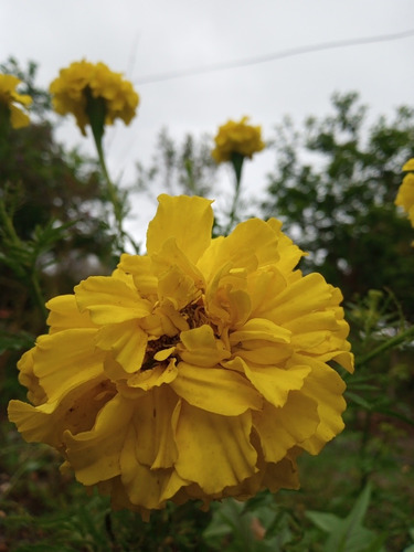 Sementes Flor Tagetes Cravo Defunto Amarelo, Laranja 50 Cada | Parcelamento  sem juros