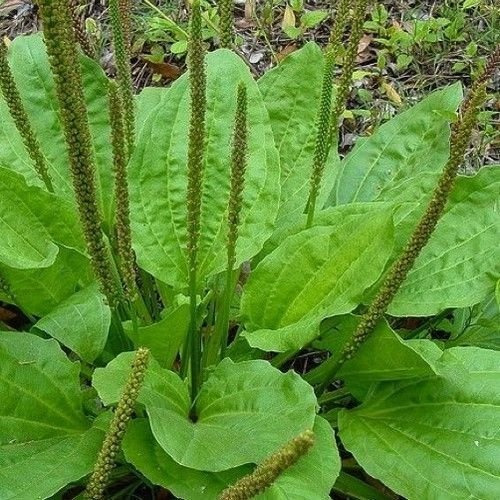 40 Sementes Tanchagem Plantago Para Saladas