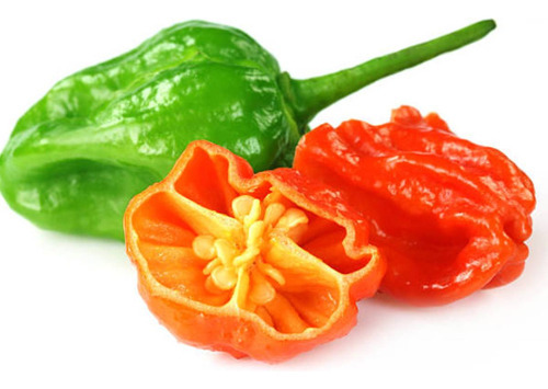 4x Sementes De Pimenta Cascavel (bhut Jolokia) Feltrin