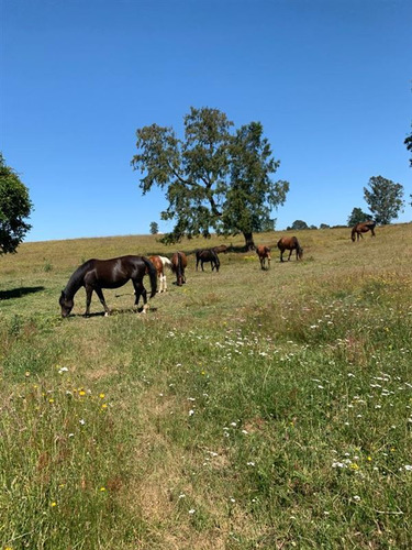 Agrícola En Venta En Gorbea