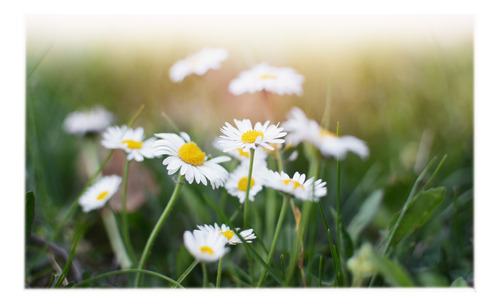 Margaritas, Florales De Jardin