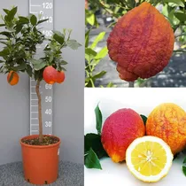 Comprar Árbol De Limón Rojo Diablo, Rápido Producción