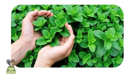 Imagen 7 de 7 de Jabon Menta Organico Puro De Castilla Dr Bronners - Fralugio