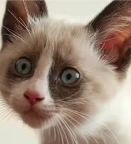 Comprar Gatito Siamés Snowshoe 40 Días Beige
