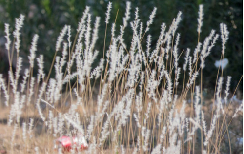 Bothriochloa Laguroides, Pasto Cola De Zorra, 30 Semillas,nv