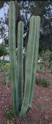 Pachycereus Marginatus Un Esqueje 70 A 80 Cms Nv