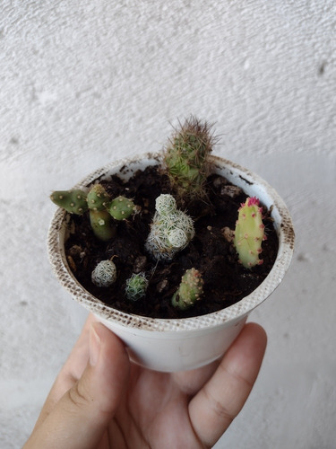 Jardín De Suculentas Y Cactus Para Armar Sin Maceta