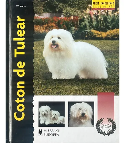 Coton De Tulear. Excellence