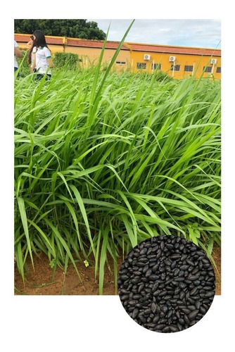 Brachiaria Híbrida Dunamis P/ Gado De Corte 8kg De Sementes