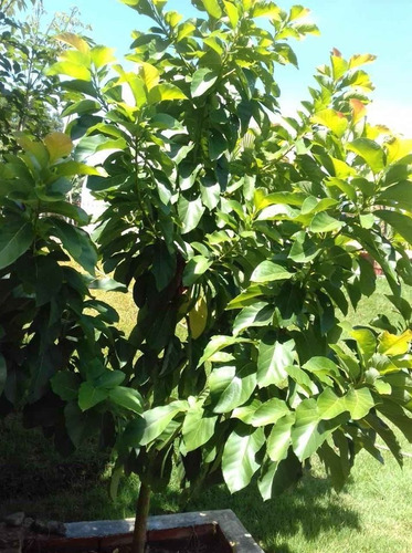 Imagem 7 de 26 de Chácara 1000m2, Casa Sede Com 150m2, 3 Dormitórios Sendo Todas Suítes, Cozinha Americana Planejada, Árvores Frutíferas, Quintal, Jardim, 5 Vagas - Ch00226 - 70709150