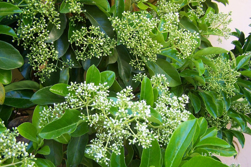 Árbol De Viburnum Lucidum