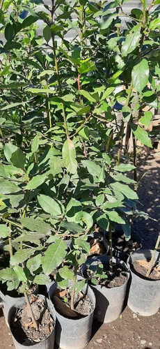 Planta Laurel Laurus Nobilis