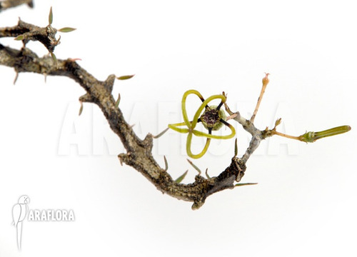 Imagen 1 de 1 de Ceropegia Armandii (stapelia, Huernia, Orbea).