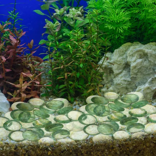 Rocas De Río Para Plantas, Cuentas Planas, Pecera De Piedra