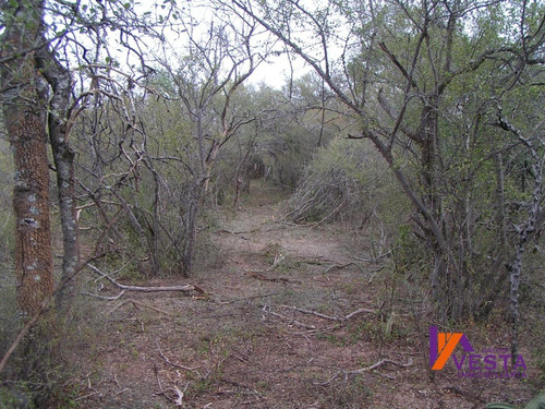 Imagen 3 de 10 de Venta Campo Pluma De Pato 700ha Salta-