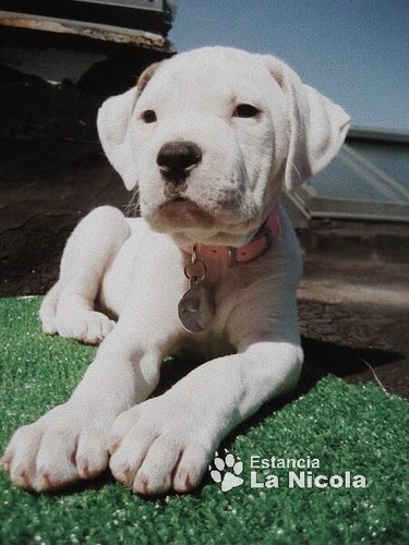 Cachorro Dogo Argentino 15