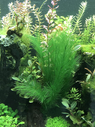 Begondis Aquarium Decorations 5pcs Fish Tank Artificial G...