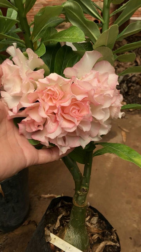  Adenium Rosa Del Desierto Crema