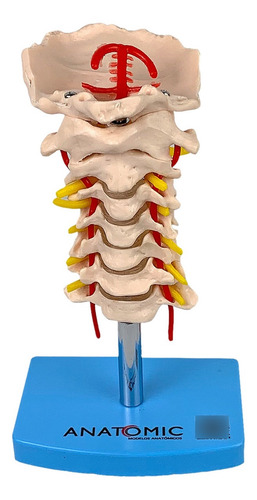 Coluna Cervical Vertebral Anatômico Tamanho Real Com Base