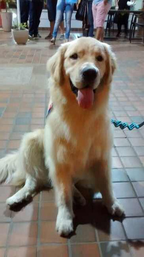 Busco Novio Para Mi Perrita Golden En Valpo, Viña O Alr