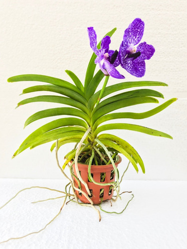 1 Muda Adulta De Orquidea Vanda Pronta Entrega Promoção | Parcelamento sem  juros