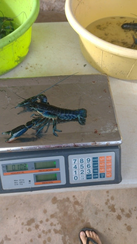 Imagen 8 de 10 de Langosta Australiana Redclaw Crayfish Congelada Chica 1kg
